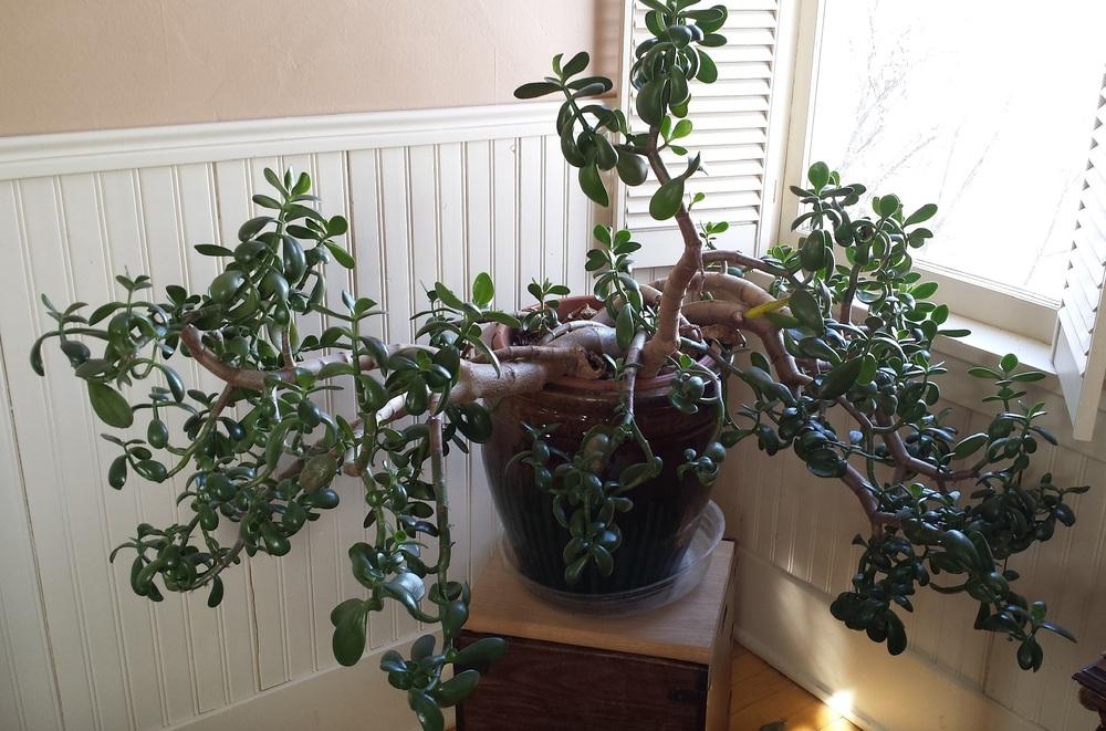 Photo of Jade Plant (Crassula ovata) uploaded by comgoddess