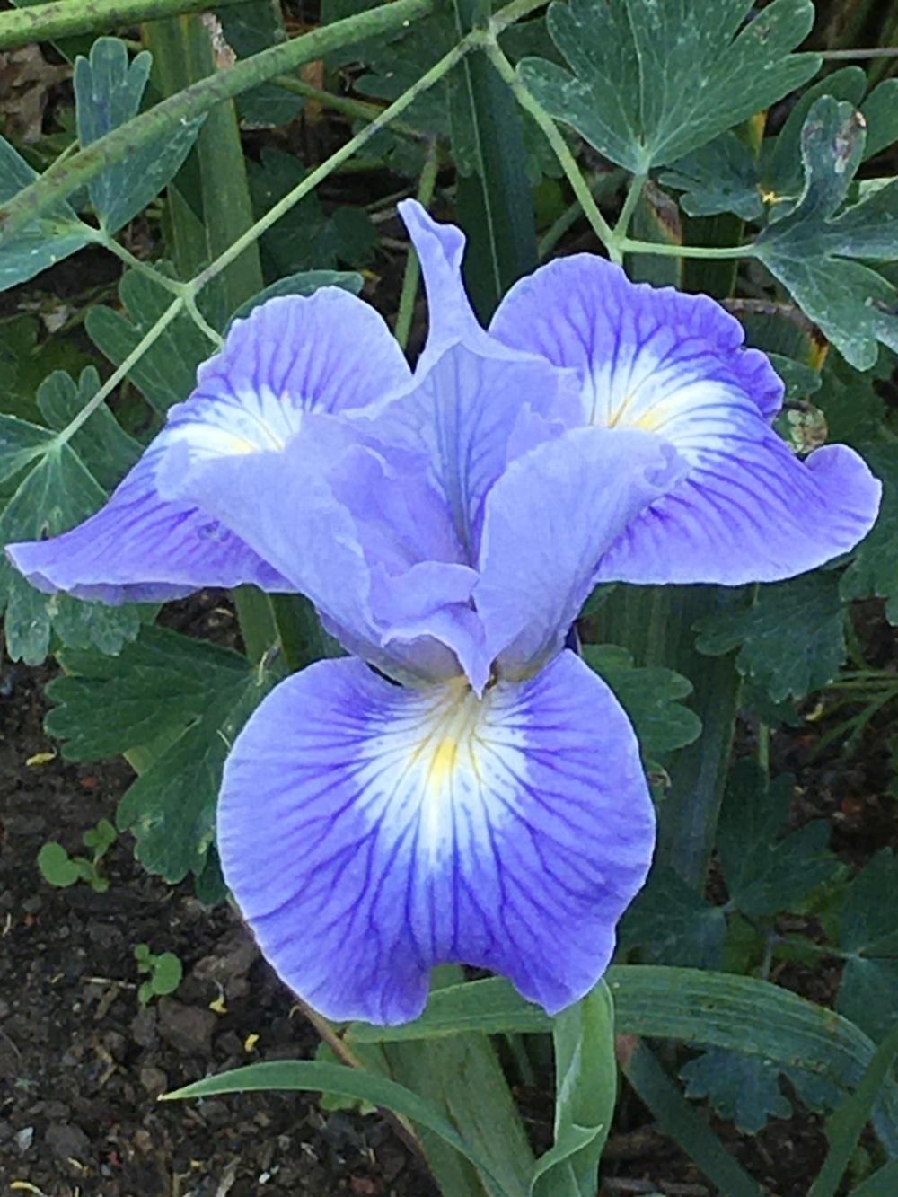 Photo of Pacific Coast Iris (Iris 'Chief Sequoia') uploaded by lilpod13