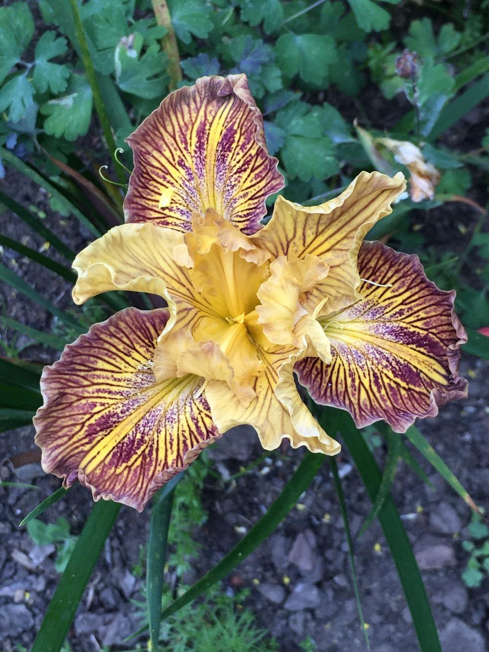 Photo of Pacific Coast Iris (Iris 'Lines That Rhyme') uploaded by lilpod13