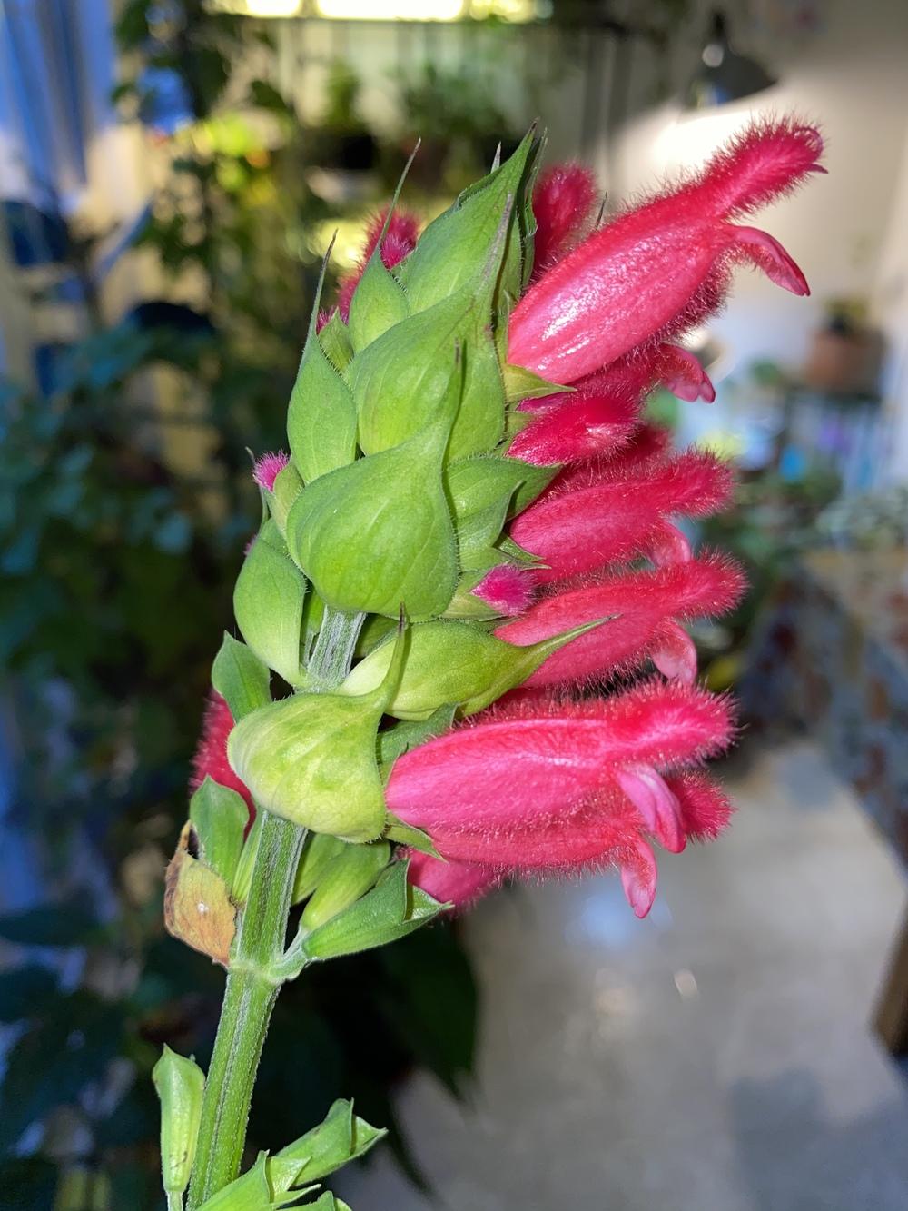 Photo of Bolivian Hummingbird Sage (Salvia oxyphora) uploaded by Gerris2