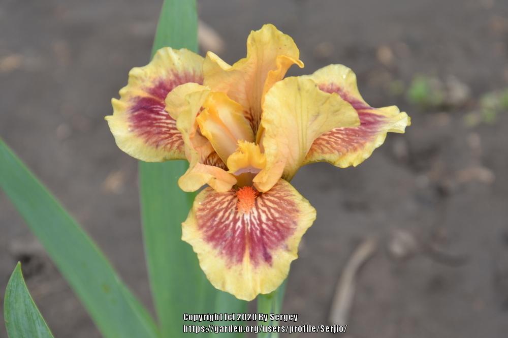 Photo of Standard Dwarf Bearded Iris (Iris 'Eye of the Tiger') uploaded by Serjio