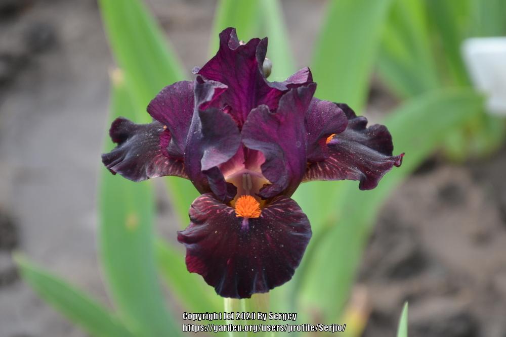 Photo of Standard Dwarf Bearded Iris (Iris 'Matador's Cape') uploaded by Serjio