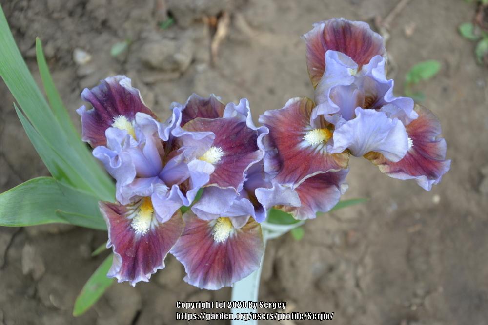 Photo of Standard Dwarf Bearded Iris (Iris 'Devoted') uploaded by Serjio