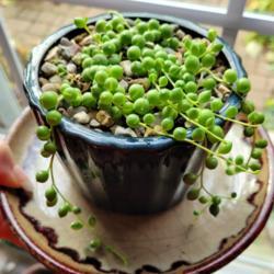Location: Ann Arbor, Michigan
Date: 2020-11-02
String of Pearls succulent. Small plant.
