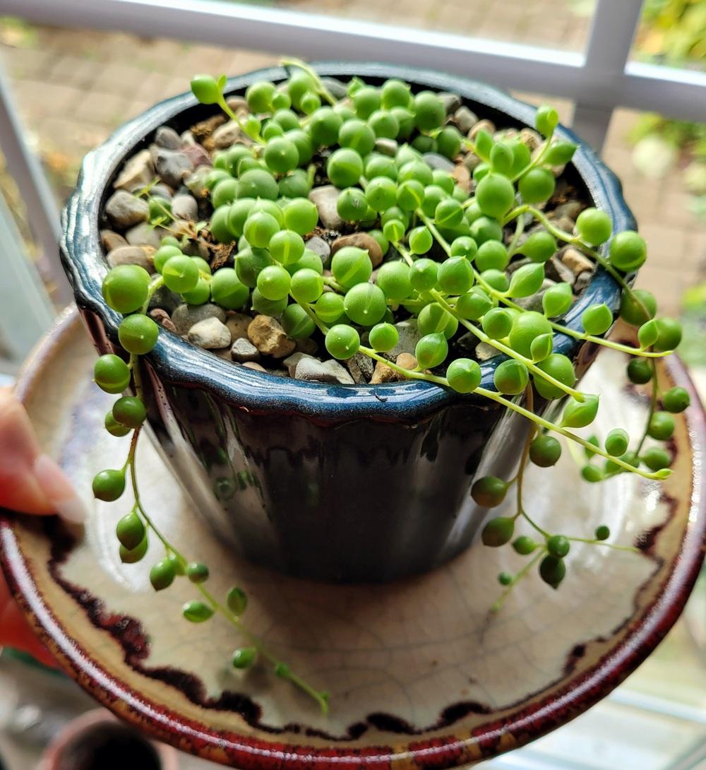 Photo of String of Pearls (Curio rowleyanus) uploaded by dnrevel
