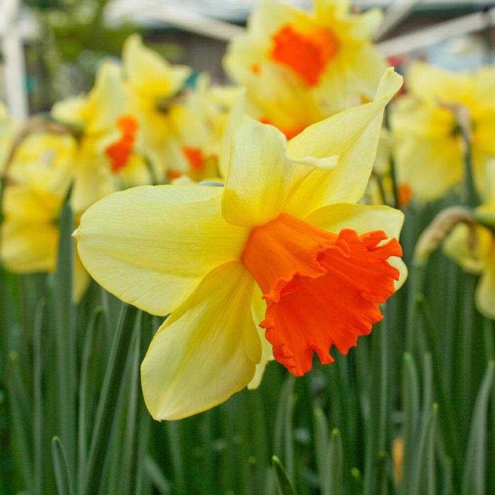 Photo of Large-cupped Daffodil (Narcissus 'Fortissimo') uploaded by Joy