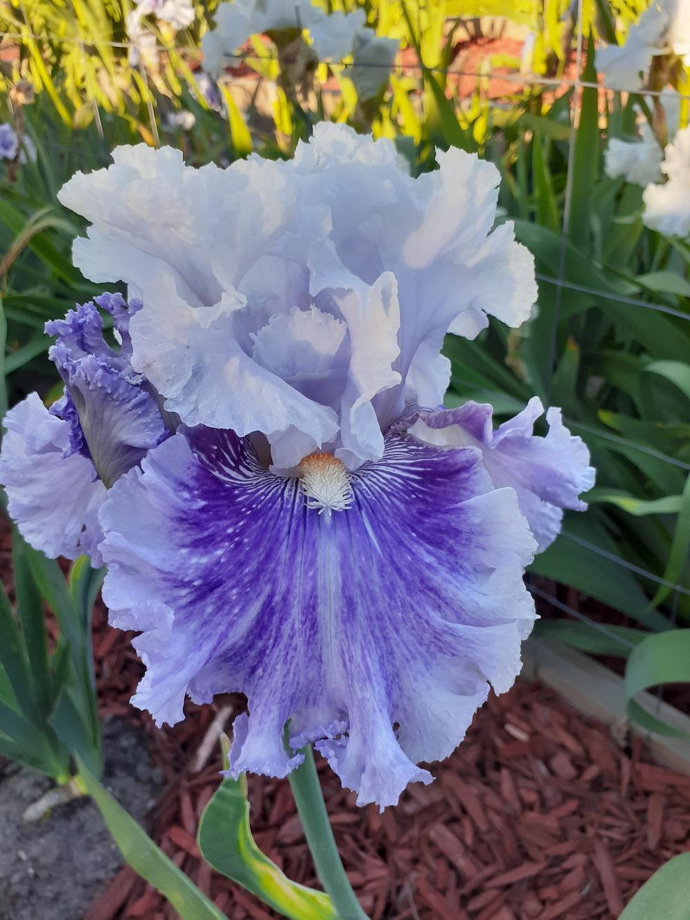 Photo of Tall Bearded Iris (Iris 'Frill of It All') uploaded by PaulaHocking