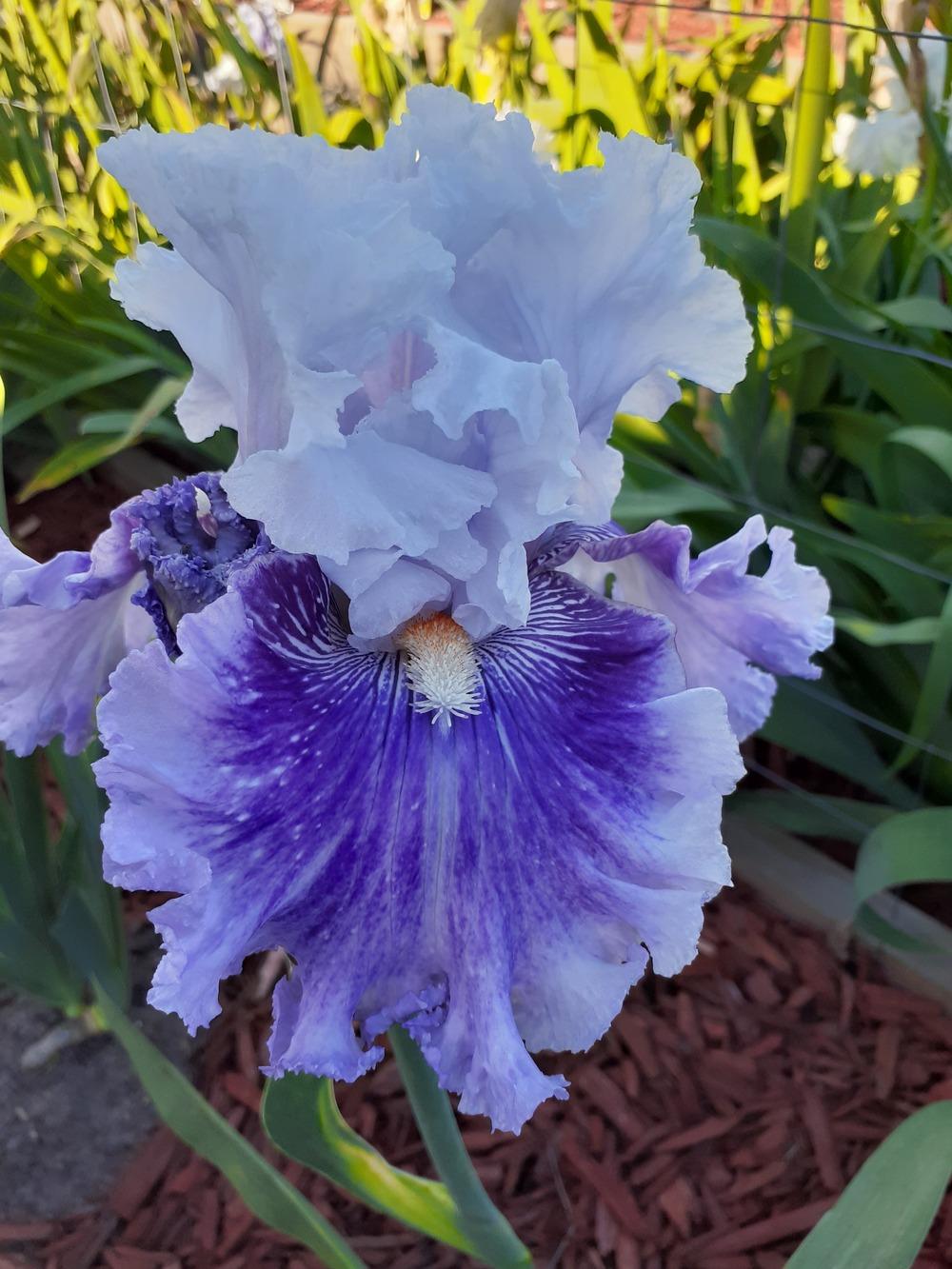 Photo of Tall Bearded Iris (Iris 'Frill of It All') uploaded by PaulaHocking