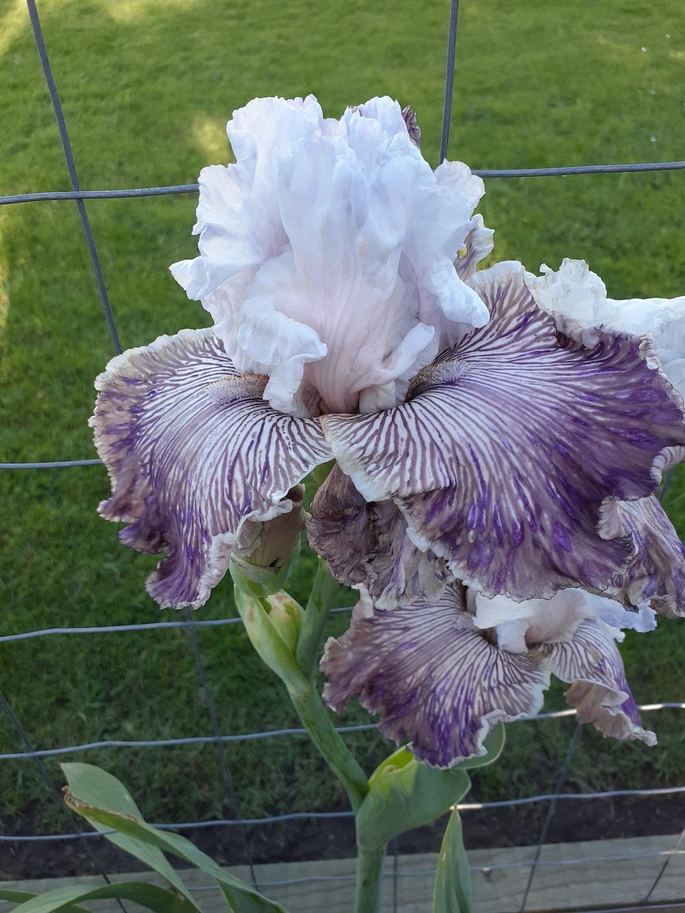 Photo of Tall Bearded Iris (Iris 'Crazy for You') uploaded by PaulaHocking