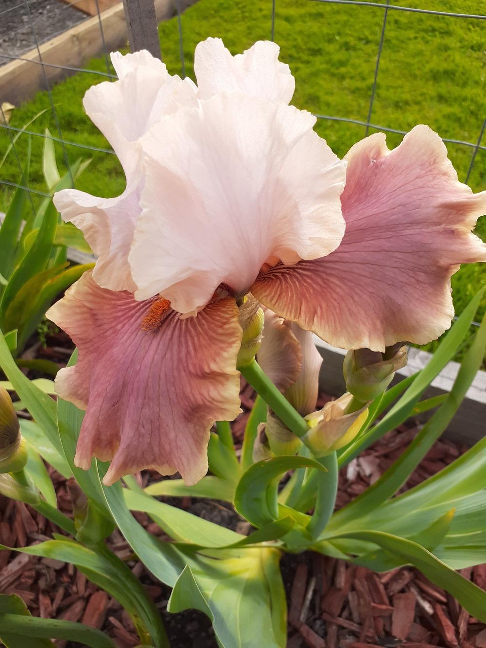 Photo of Tall Bearded Iris (Iris 'Cameo Wine') uploaded by PaulaHocking