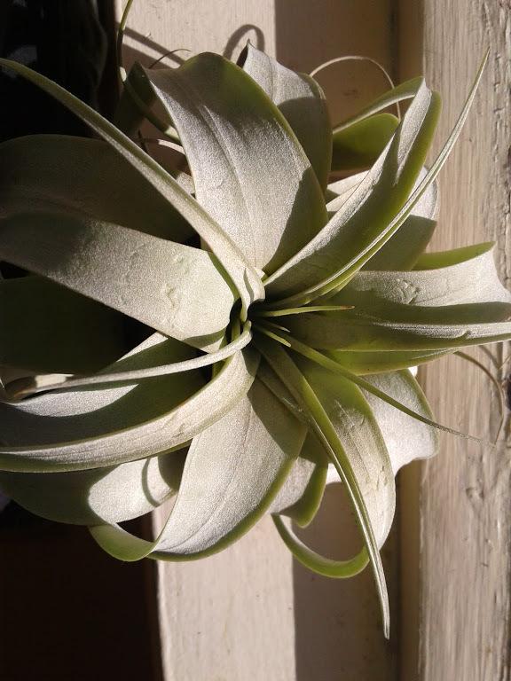 Photo of Air Plant (Tillandsia xerographica) uploaded by PlantsRFriends