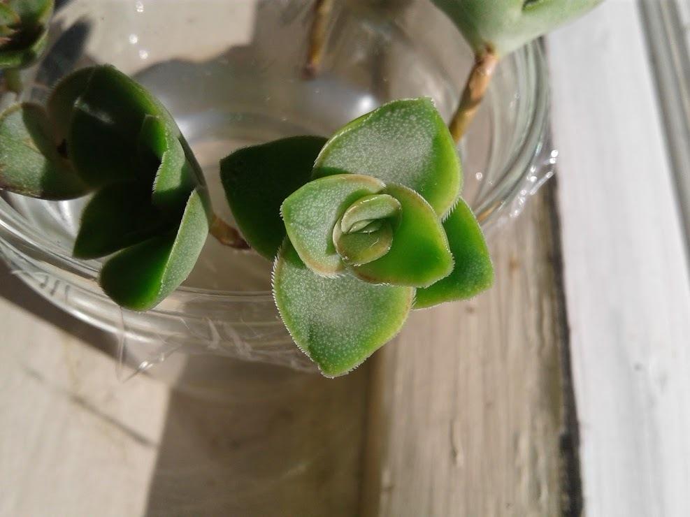 Photo of String of Buttons (Crassula perforata) uploaded by PlantsRFriends