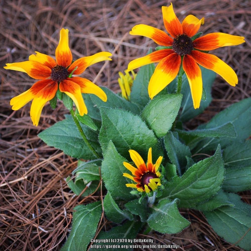 Photo of Black Eyed Susans (Rudbeckia) uploaded by BellaKelly