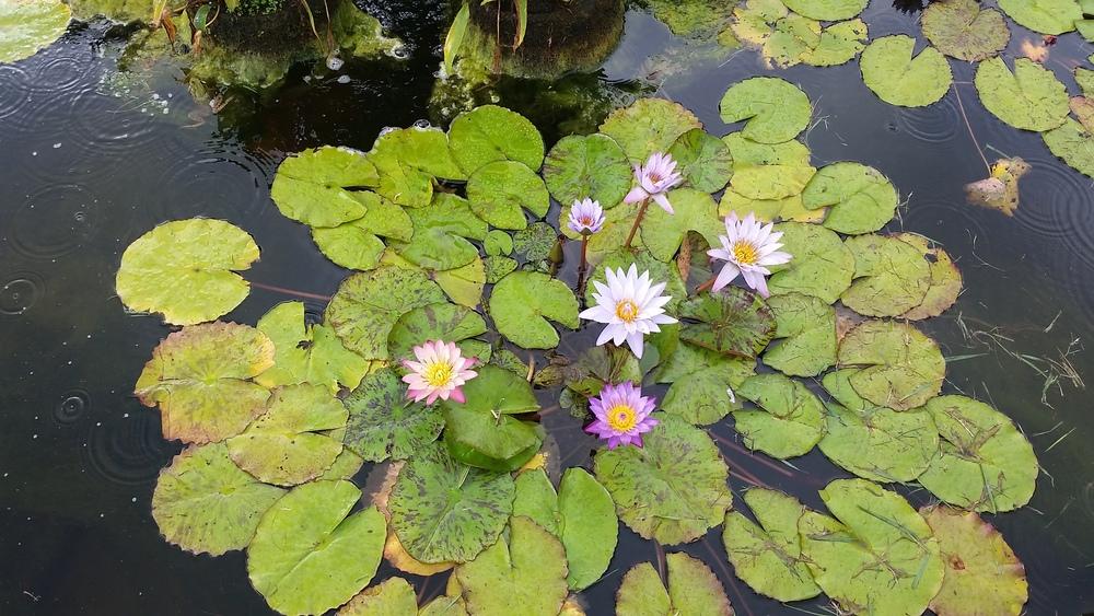 Photo of Water Lily (Nymphaea alba) uploaded by Bschmuck