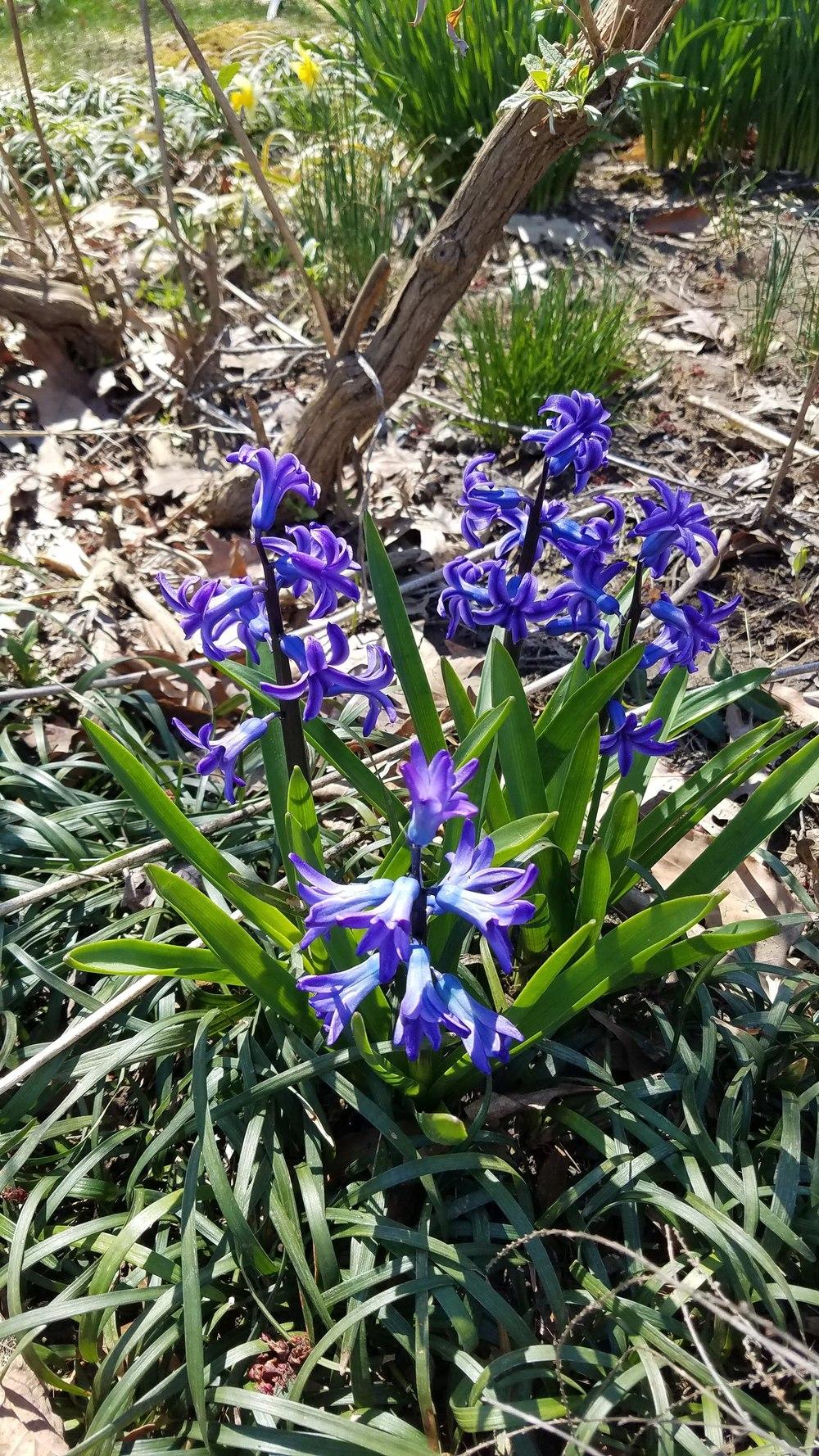 Photo of Hyacinths (Hyacinthus) uploaded by Bschmuck
