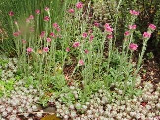 Photo of Pink Pussytoes (Antennaria rosea) uploaded by Joy