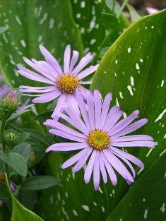 Photo of Aster (Aster x frikartii 'Monch') uploaded by Joy