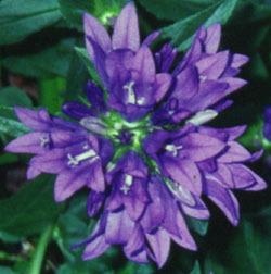 Photo of Clustered Bellflower (Campanula glomerata 'Superba') uploaded by Joy