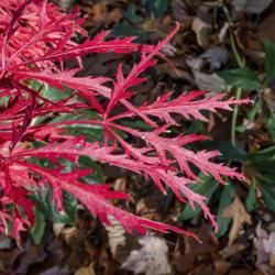 Location: Hidden Lake Gardens, Tipton, Michigan
Date: 2020-10-28
Cutleaf Japanese maple.  No tag to ID the cultivar.  These leaves