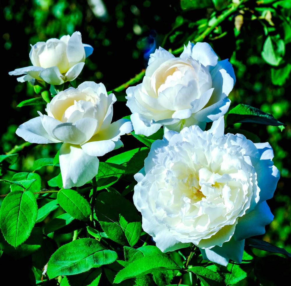 Photo of Rose (Rosa 'Winchester Cathedral') uploaded by AnnKNCalif