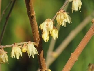 Photo of Fragrant Wintersweet Tree (Chimonanthus praecox) uploaded by Joy