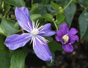 Photo of Clematis 'Arabella' uploaded by Joy