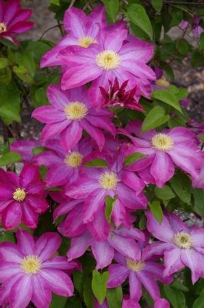 Photo of Clematis 'Pink Champagne' uploaded by Joy