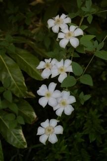 Photo of Clematis (Clematis viticella 'Huldine') uploaded by Joy