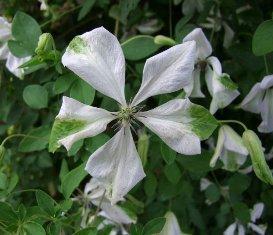 Photo of Clematis (Clematis viticella 'Alba Luxurians') uploaded by Joy