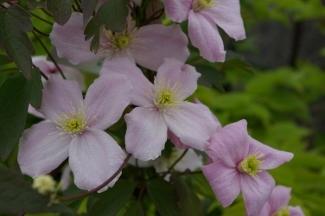 Photo of Clematis (Clematis montana 'Mayleen') uploaded by Joy