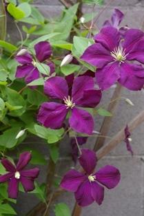 Photo of Clematis (Clematis viticella 'Etoile Violette') uploaded by Joy