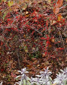 Photo of Rock Cotoneaster (Cotoneaster horizontalis) uploaded by Joy