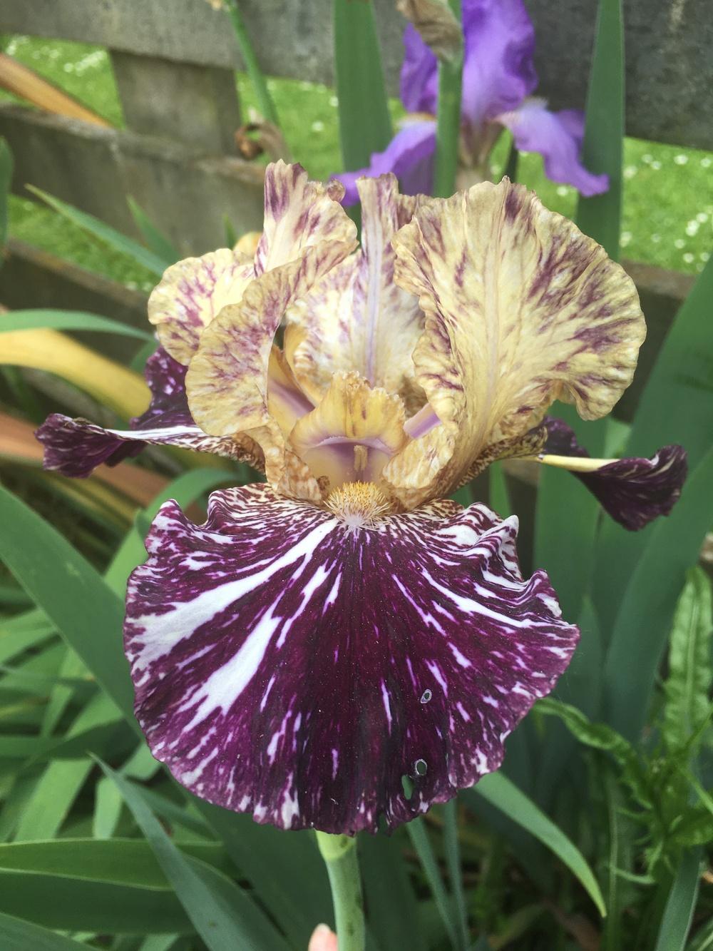 Photo of Tall Bearded Iris (Iris 'Gnus Flash') uploaded by Kazryn