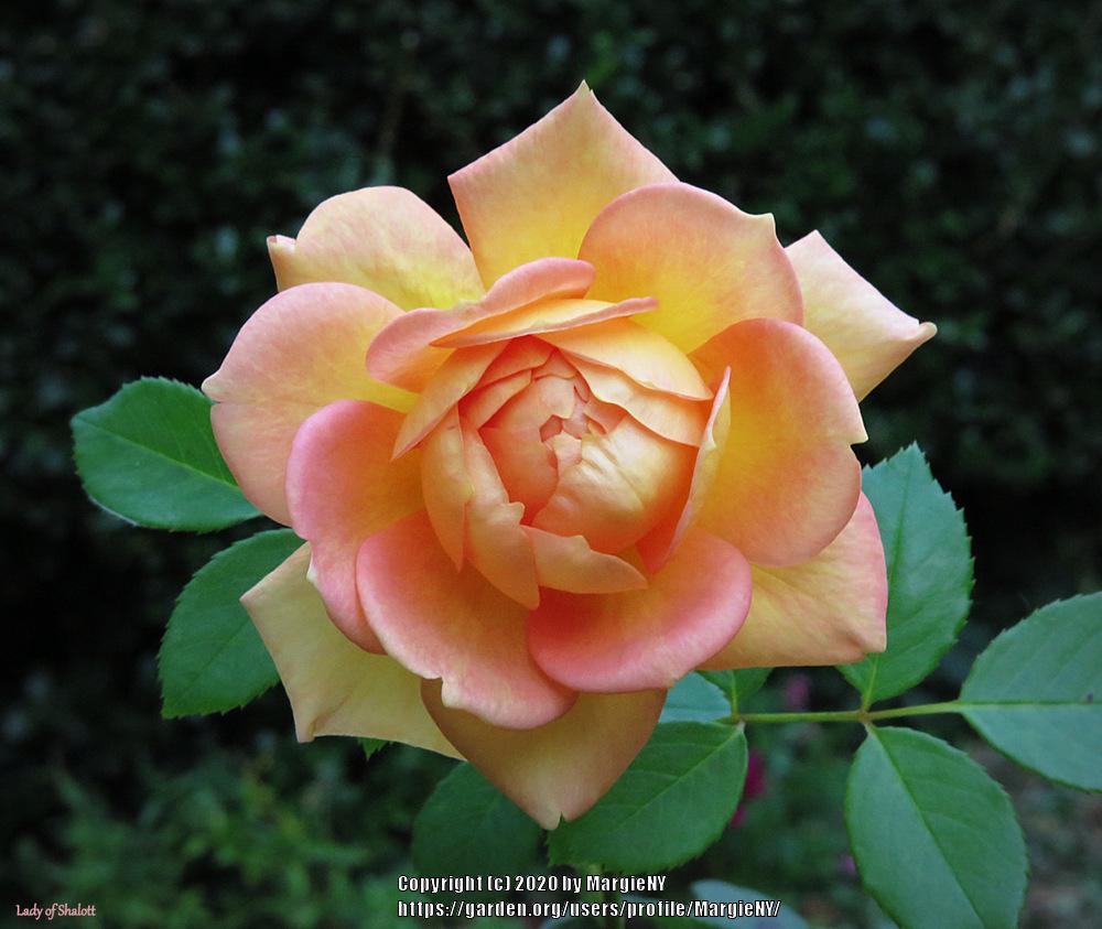 Photo of English Shrub Rose (Rosa 'Lady of Shalott') uploaded by MargieNY