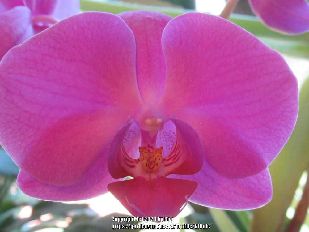 Photo of Moth Orchid (Phalaenopsis) uploaded by NJBob