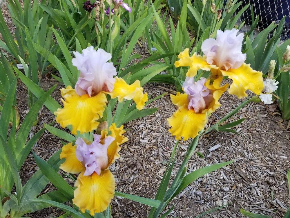 Photo of Irises (Iris) uploaded by ldenton9