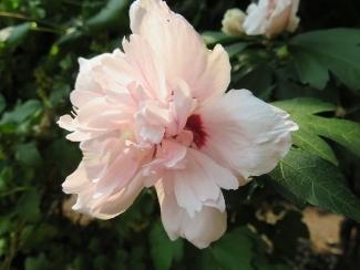 Photo of Rose of Sharon (Hibiscus syriacus 'Blushing Bride') uploaded by Joy