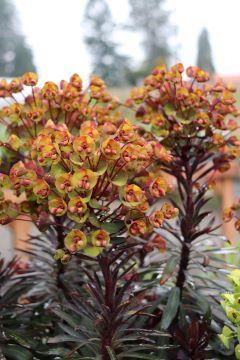 Photo of Euphorbia (Euphorbia x martini Blackbird) uploaded by Joy