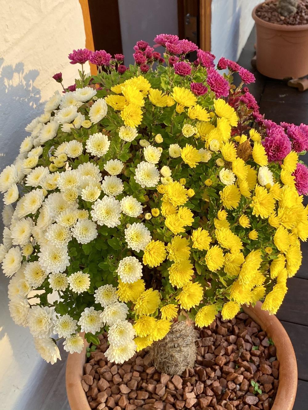 Photo of Chrysanthemum uploaded by ketsui73
