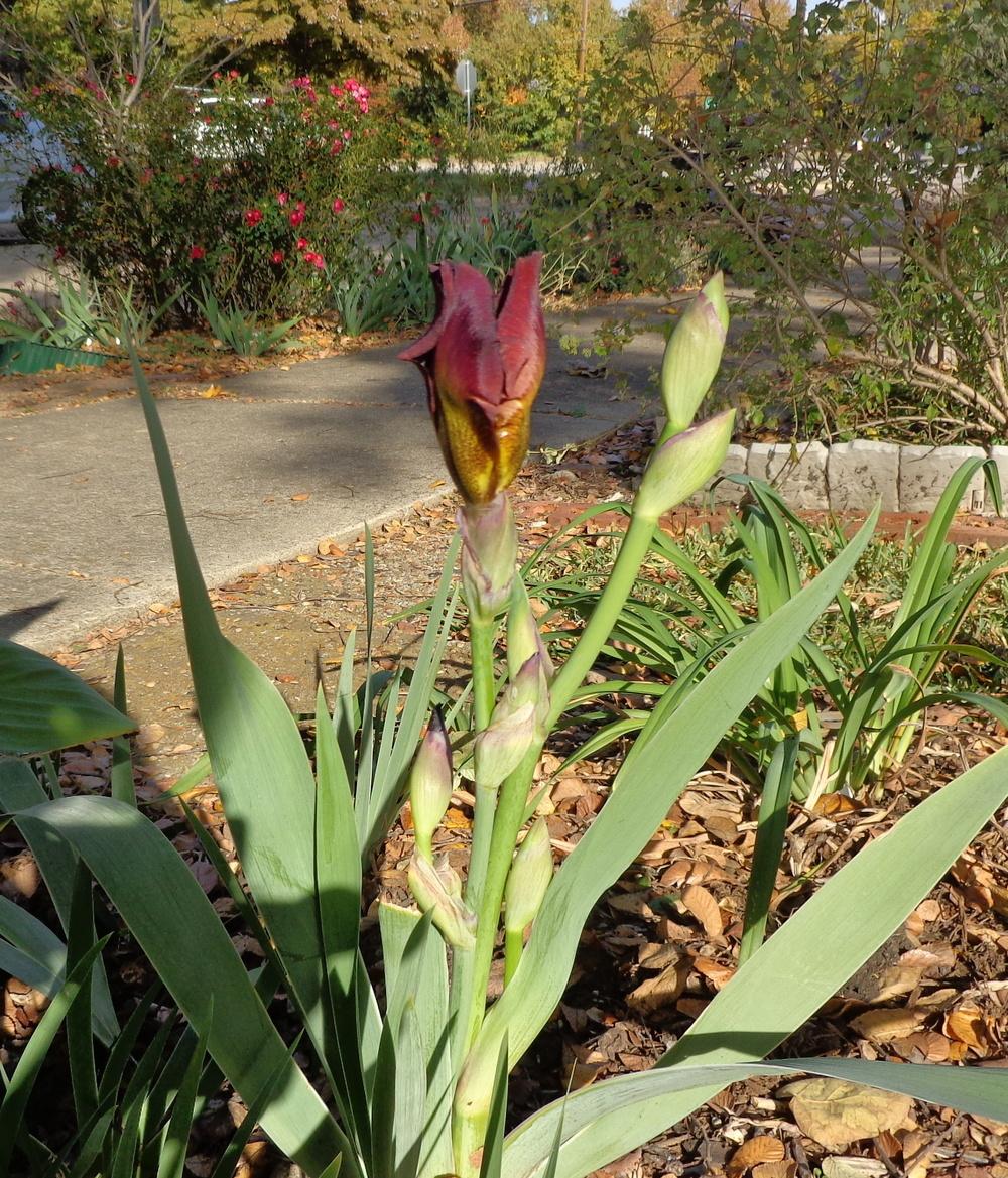 Photo of Tall Bearded Iris (Iris 'Lest We Forget') uploaded by lovemyhouse