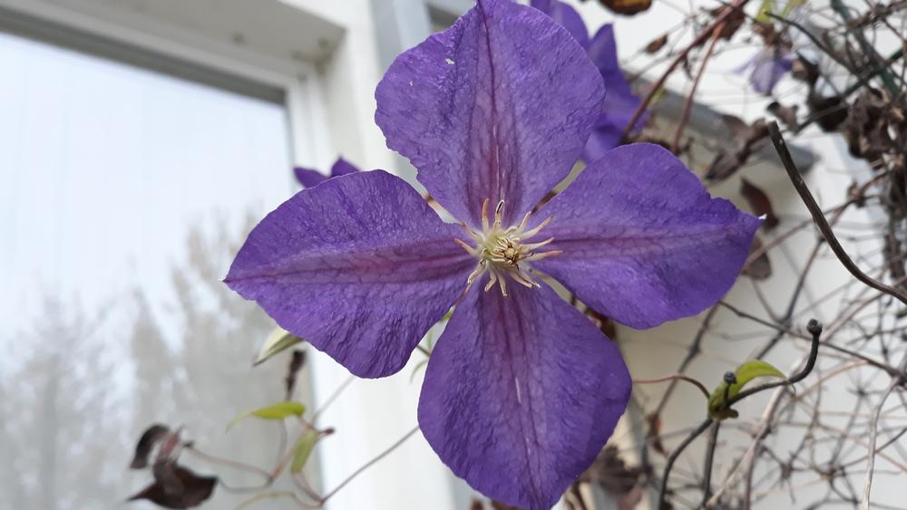 Photo of Clematis 'Jackmanii' uploaded by skopjecollection