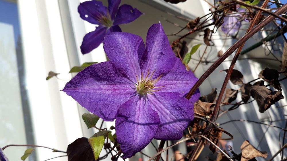 Photo of Clematis 'Jackmanii' uploaded by skopjecollection