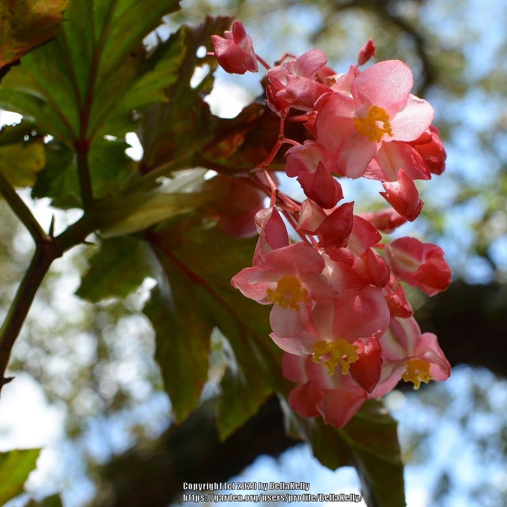 Photo of Begonias (Begonia) uploaded by BellaKelly