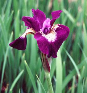 Photo of Siberian Iris (Iris 'Sultan's Ruby') uploaded by Joy