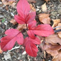 Location: Southern Maine
Date: 2020-11-07
Long lasting fall color.  Seedling, likely from Adams crabapple g