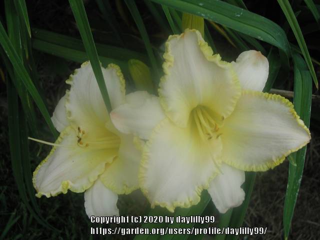 Photo of Daylily (Hemerocallis 'Admiral's Braid') uploaded by daylilly99