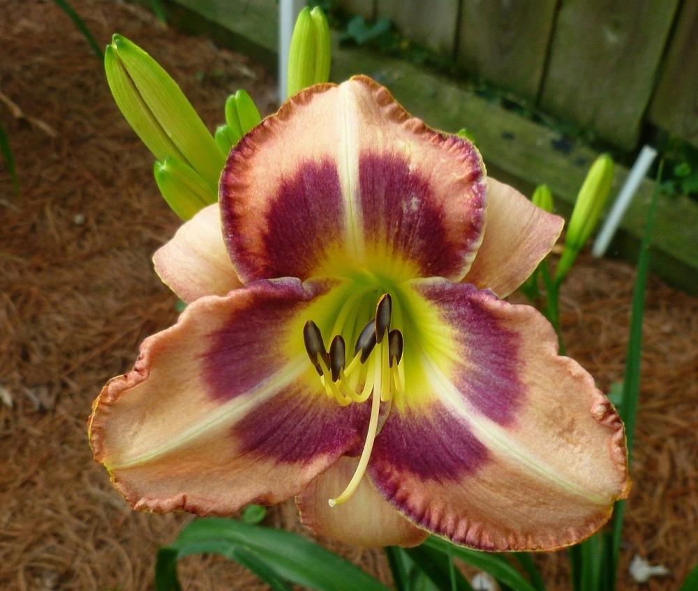 Photo of Daylily (Hemerocallis 'Agamenticus') uploaded by BradKY