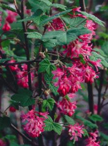 Photo of Redflower Currant (Ribes sanguineum 'King Edward VII') uploaded by Joy