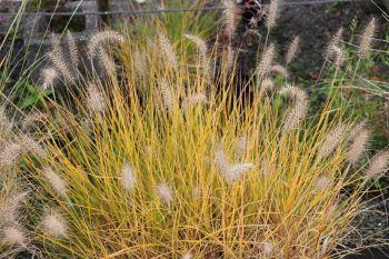 Photo of Fountain Grass (Cenchrus alopecuroides 'Hameln') uploaded by Joy