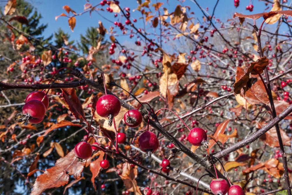 Photo of Crabapple (Malus 'Prairie Fire') uploaded by arctangent